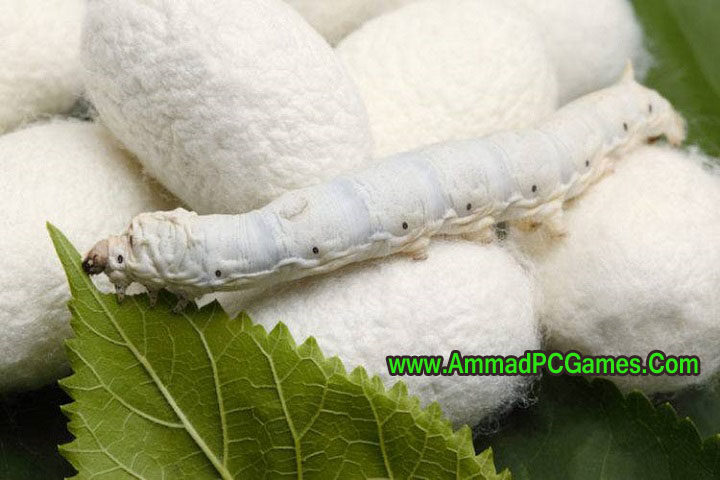 Game Technical Setup Details: